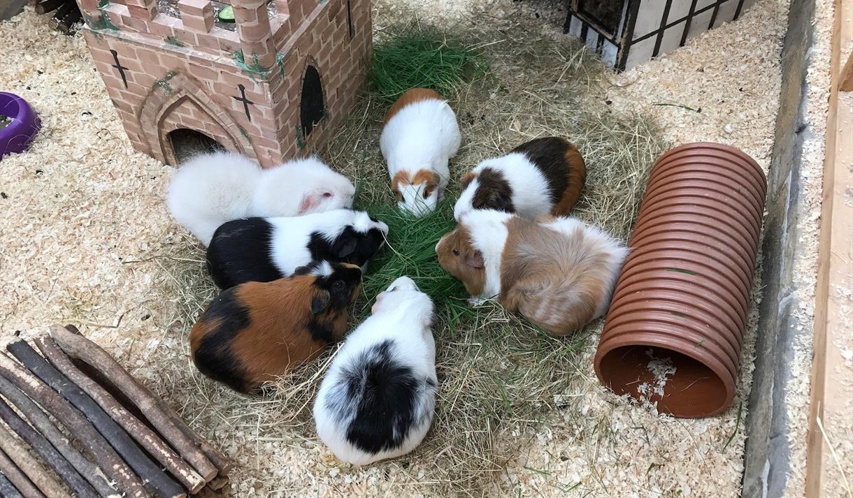 Easter at manor farm park